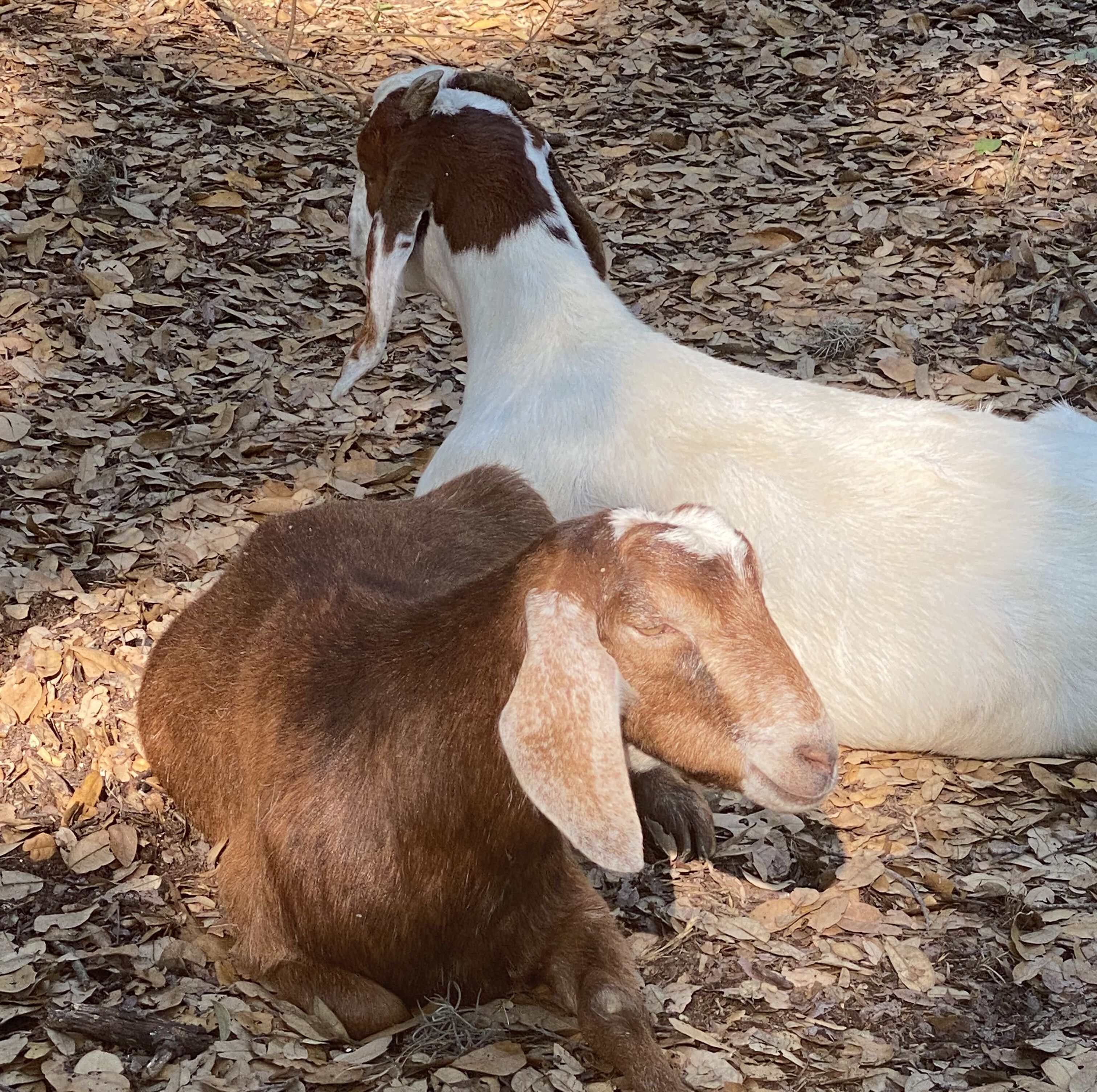 Support Go For Goats During Big Give Today!
