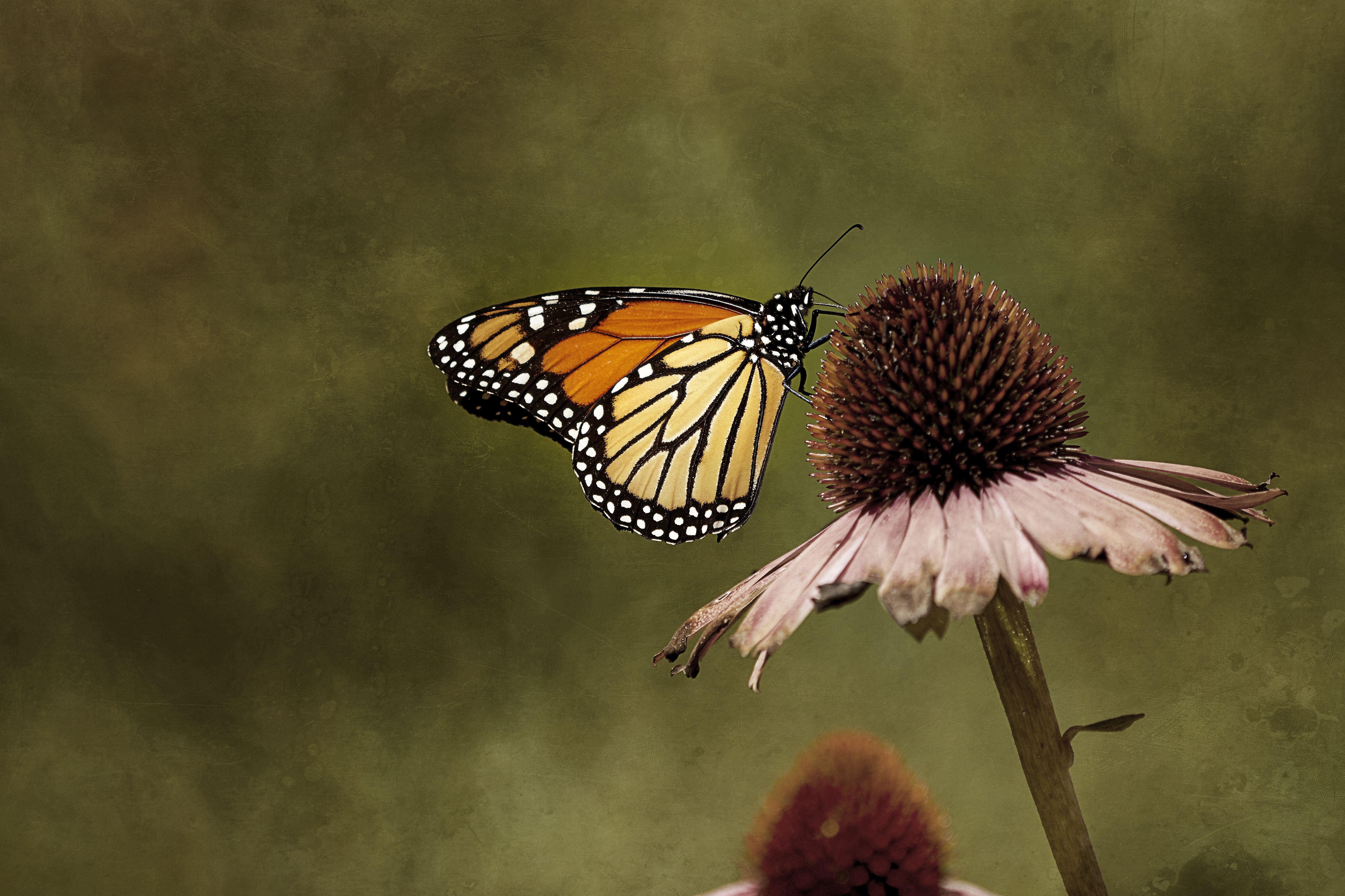 Monarch Butterfly & Pollinator Festival